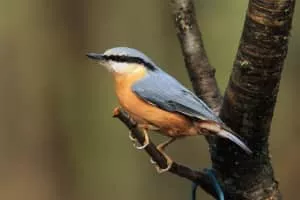Eurasian nuthatch - Bird