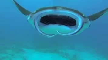 Giant oceanic manta ray - Fish