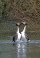 Great crested grebe - Bird