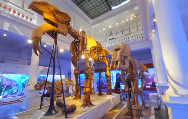 Grigore Antipa National Museum of Natural History - 