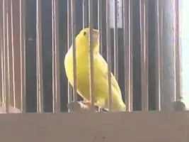 Harz Roller - Domestic canary breed