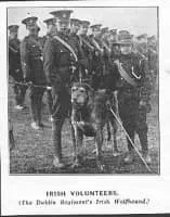 Irish Volunteers - Army