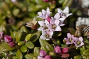 Kalmia procumbens