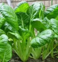 Komatsuna - Vegetable