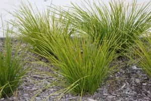 Lomandra - Plants