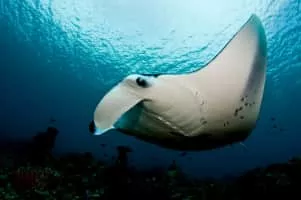Manta ray - Fish