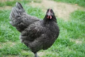 Marans - Chicken breed