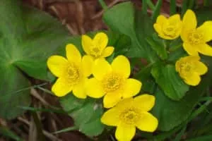Marsh Marigold - Plants
