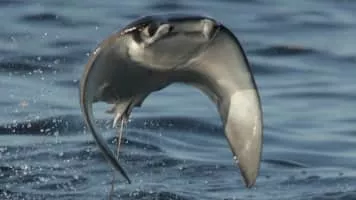 Mobula - Fish