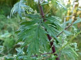 Mugwort - 