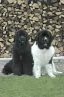 Newfoundland dog - Dog breed