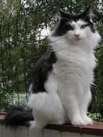 Norwegian Forest cat - Cat breed