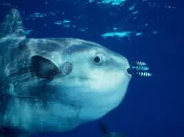 Ocean sunfish - Fish