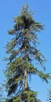 Pacific silver fir - Plants