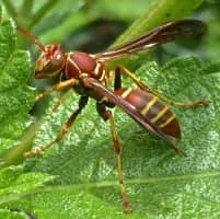 Polistes dorsalis - Insects