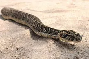 Puff adder - Reptile