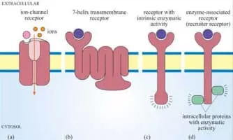Receptor Musician - Musical artist