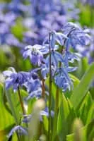 Scilla - Plants