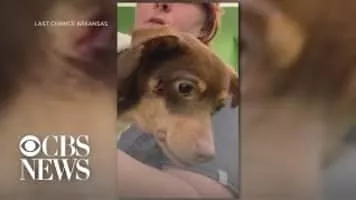 Shooting Dogs - 2005 ‧ Drama/History ‧ 1h 55m