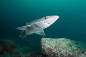 Spiny dogfish - Shark
