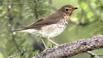 Swainson's thrush - Bird