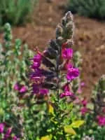 Teucrium marum - Plants