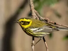 Townsend's warbler - Bird