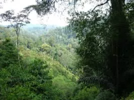Tropical Rainforest Heritage of Sumatra - National park in Indonesia