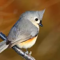 Tufted titmouse - Birds
