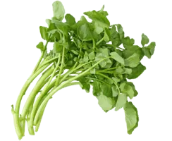 Watercress - Vegetable