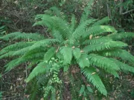 Western sword fern - Plants