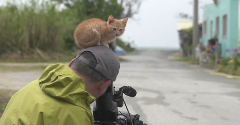 Wildlife Photographer Mitsuaki Iwago's World Cats Travelogue Television show - 2012 ‧ Documentary ‧ 7 seasons