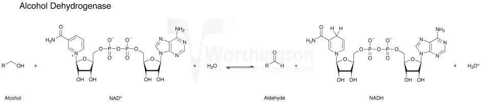 Alcohol dehydrogenase - 