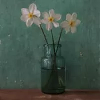 Andrea Kiss - Animator