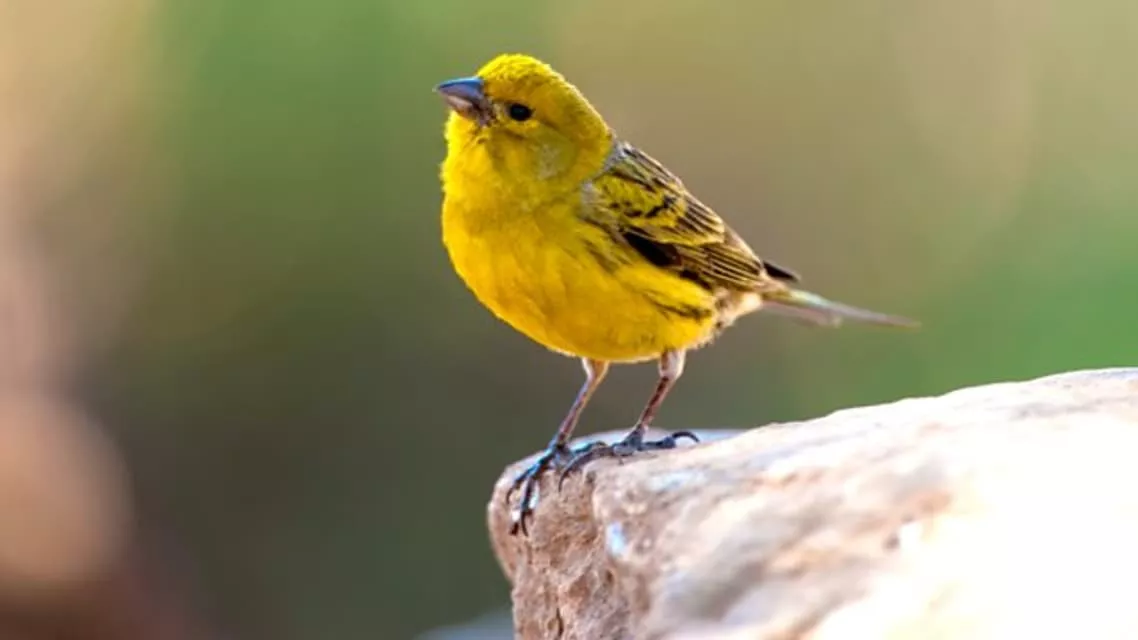 Atlantic canary - Bird