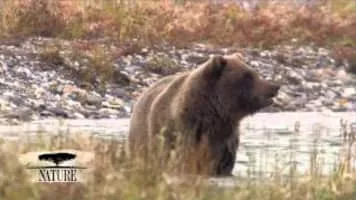 Bears of the Last Frontier: City of Bears - 