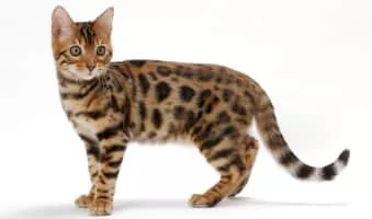 Bengal cat - Cat breed