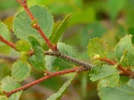 Betula glandulosa - Plants