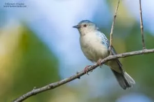 Bicolored conebill - Bird