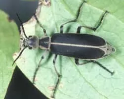 Blister beetles - Insect