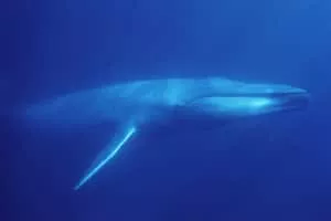 Blue whale - Animal