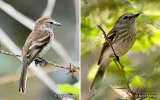 Bran-colored flycatcher - Birds