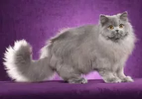 British Longhair - Domestic cat breed