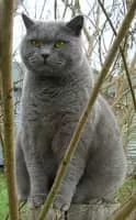 British Shorthair - Cat breed