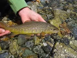 Brown trout - Fish