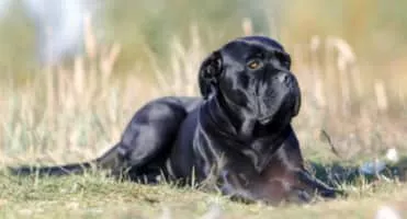 Cane Corso - Dog breed