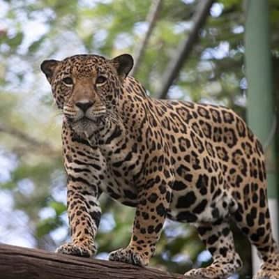 centro de rescate las pumas johnny-loves-nature eco tour operator - 