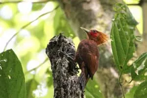 Chestnut-colored woodpecker - Bird