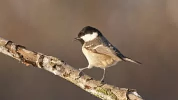 Coal tit - Bird