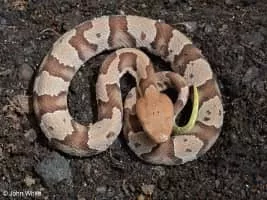 Copperhead - Snakes